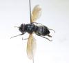 Cheilosia sp.
